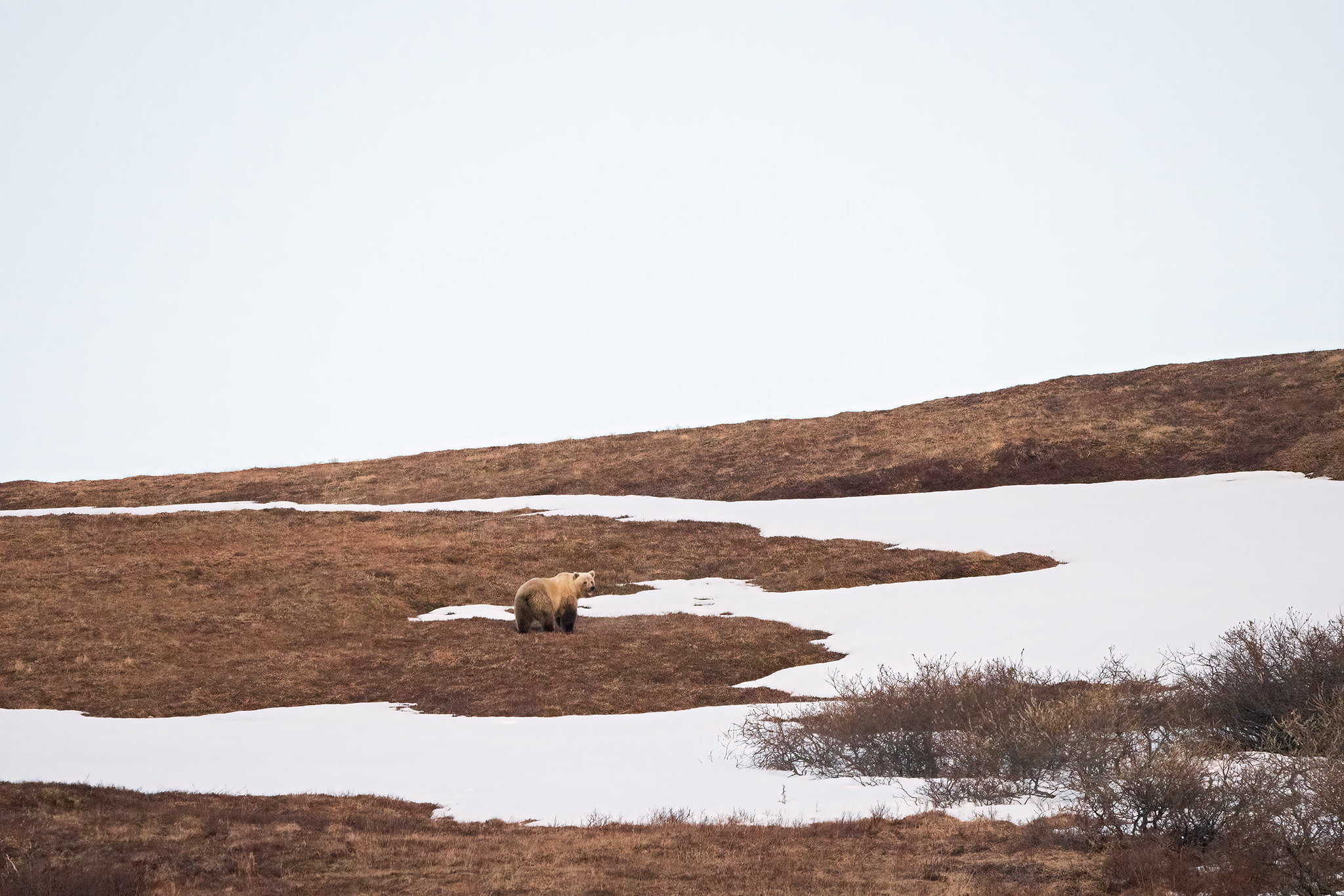 Grizzly bear near patches of snow in Alaskan landscape 